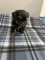 Love bug, a female Shorkie for sale in Princeton, KY – Photo 2 of 2