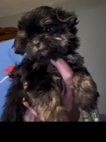 Love bug, a female Shorkie for sale in Princeton, KY – 1 of 4