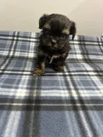 Love bug, a female Shorkie for sale in Princeton, KY – Photo 1 of 2