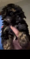 Love bug, a female Shorkie for sale in Princeton, KY – 2 of 4