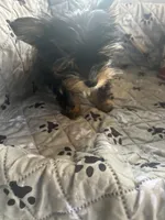 Stitch, a male Yorkshire Terrier for sale in Princeton, KY – 3 of 10