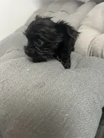 Elsa, a female Yorkshire Terrier for sale in Princeton, KY – 3 of 9