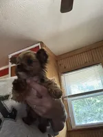 Scrump , a male Yorkshire Terrier for sale in Princeton, KY – 2 of 7