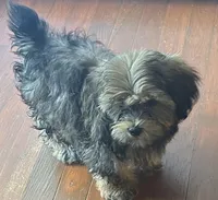 Cupid, a male Shorkie for sale in Princeton, KY – 2 of 8