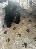 Elsa, a female Yorkshire Terrier for sale in Princeton, KY – 2 of 10