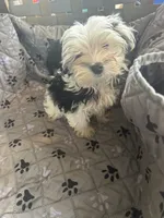 Olaf, a male Yorkshire Terrier for sale in Princeton, KY – 5 of 10