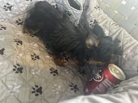 Stitch, a male Yorkshire Terrier for sale in Princeton, KY – 9 of 10
