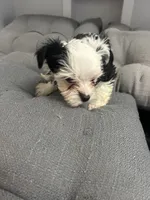 Olaf, a male Yorkshire Terrier for sale in Princeton, KY – 10 of 10