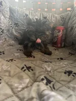 Ana, a female Yorkshire Terrier for sale in Princeton, KY – 4 of 10
