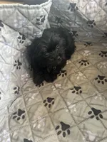 Elsa, a female Yorkshire Terrier for sale in Princeton, KY – 7 of 10