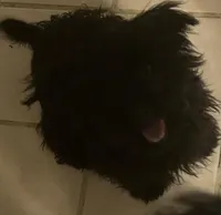 Panic, a male Yorkshire Terrier for sale in Princeton, KY – Photo 1 of 5