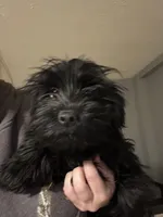 Panic, a male Yorkshire Terrier for sale in Princeton, KY – Photo 2 of 5