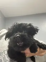 Panic, a male Yorkshire Terrier for sale in Princeton, KY – Photo 5 of 5