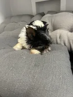 Sven, a male Yorkshire Terrier for sale in Princeton, KY – 5 of 10