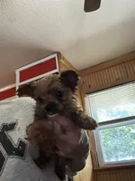 Scrump , a male Yorkshire Terrier for sale in Princeton, KY – 3 of 7
