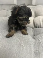 Ana, a female Yorkshire Terrier for sale in Princeton, KY – 7 of 10