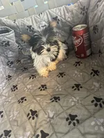 Sven, a male Yorkshire Terrier for sale in Princeton, KY – 5 of 10