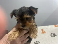 Lilo, a female Yorkshire Terrier for sale in Princeton, KY – Photo 3 of 5