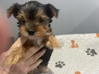 Lilo, a female Yorkshire Terrier for sale in Princeton, KY – Photo 1 of 5