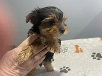 Lilo, a female Yorkshire Terrier for sale in Princeton, KY – Photo 5 of 5