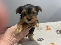 Lilo, a female Yorkshire Terrier for sale in Princeton, KY – Photo 2 of 5
