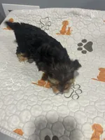 Lilo, a female Yorkshire Terrier for sale in Princeton, KY – Photo 4 of 5