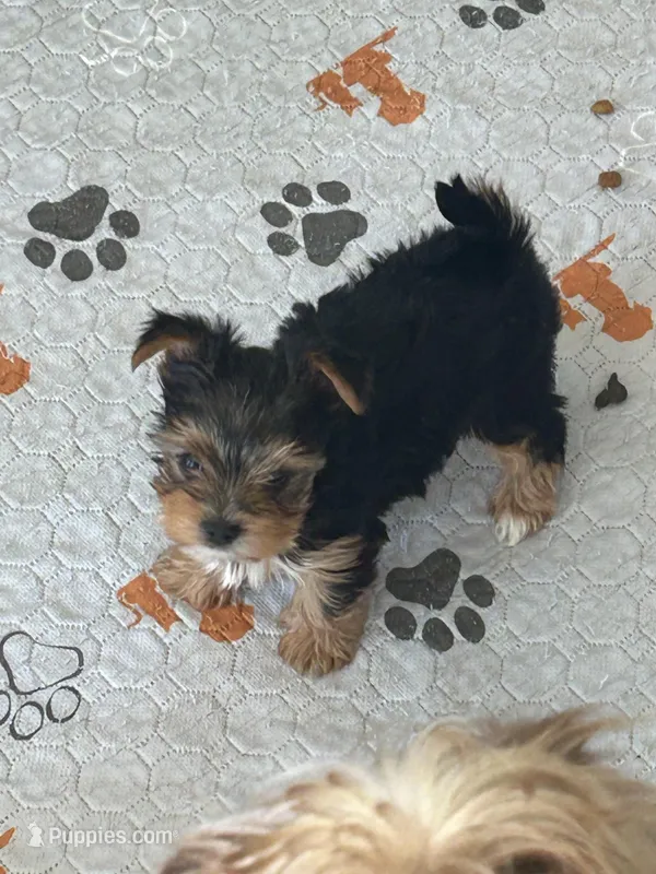 Lilo – Yorkshire Terrier puppy for sale in Princeton, KY