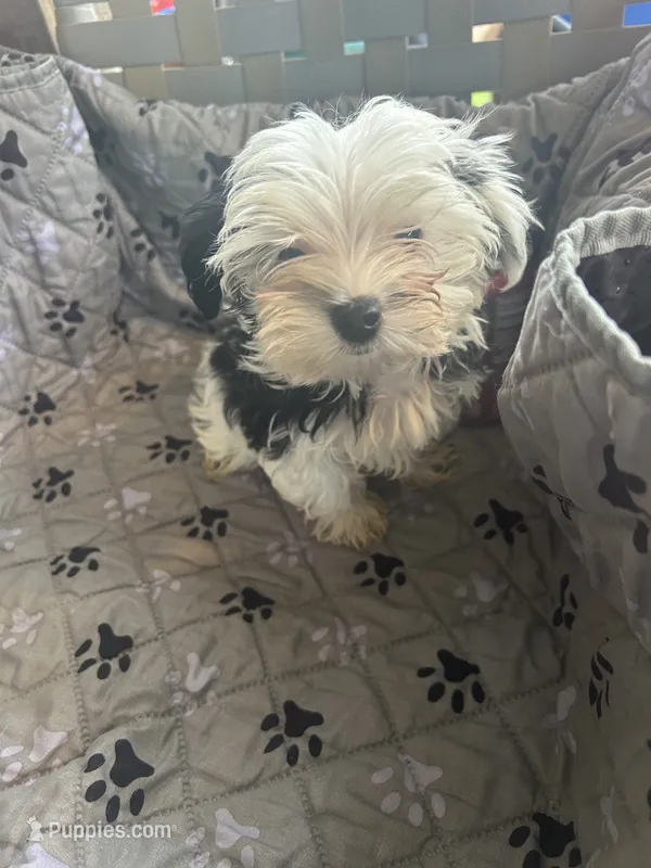 Olaf – Yorkshire Terrier puppy for sale in Princeton, KY
