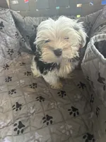 Olaf, a male Yorkshire Terrier for sale in Princeton, KY – 1 of 10