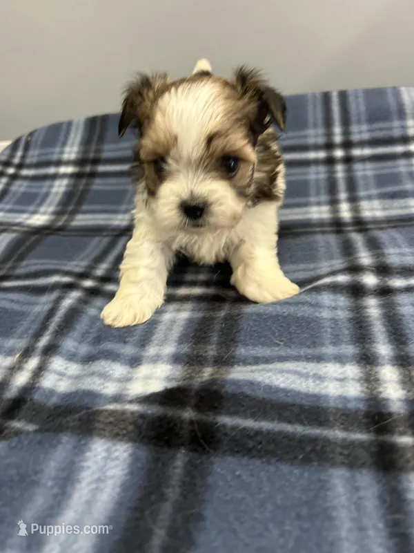 Snookums  – Shorkie puppy for sale in Princeton, KY