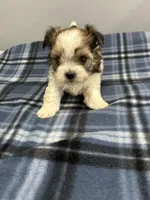 Snookums , a female Shorkie for sale in Princeton, KY – Photo 1 of 5