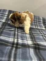 Snookums , a female Shorkie for sale in Princeton, KY – Photo 5 of 5