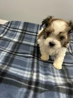 Snookums , a female Shorkie for sale in Princeton, KY – Photo 2 of 5
