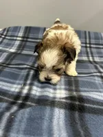 Snookums , a female Shorkie for sale in Princeton, KY – Photo 3 of 5