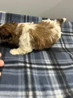 Snookums , a female Shorkie for sale in Princeton, KY – Photo 4 of 5