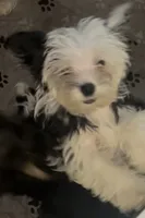 Olaf, a male Yorkshire Terrier for sale in Princeton, KY – 5 of 5