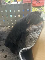 Jumba, a male Yorkshire Terrier for sale in Princeton, KY – 3 of 10