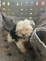 Olaf, a male Yorkshire Terrier for sale in Princeton, KY – 4 of 10