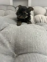 Ana, a female Yorkshire Terrier for sale in Princeton, KY – 5 of 10