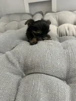 Ana, a female Yorkshire Terrier for sale in Princeton, KY – 10 of 10