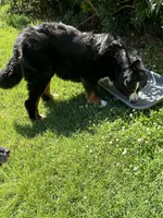 Annie, a female Bernese Mountain Dog for sale in Princeton, KY – Photo 2 of 2