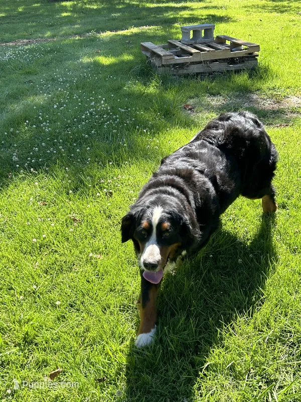 Annie – Bernese Mountain Dog puppy for sale in Princeton, KY