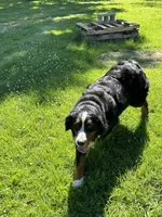 Annie, a female Bernese Mountain Dog for sale in Princeton, KY – Photo 1 of 2