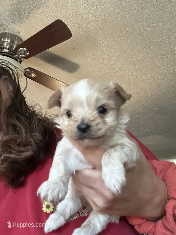 Diego – Yorkshire Terrier puppy for sale in Princeton, KY