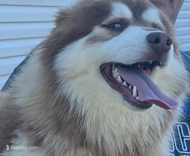Sonny, a male Pomsky for sale in Princeton, KY – Photo 1 of 1