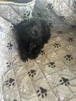 Elsa, a female Yorkshire Terrier for sale in Princeton, KY – 10 of 10