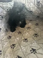 Elsa, a female Yorkshire Terrier for sale in Princeton, KY – 5 of 10