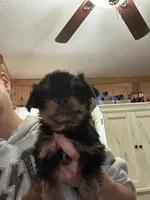 Jumba , a male Yorkshire Terrier for sale in Princeton, KY – 3 of 3