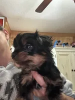 Jumba , a male Yorkshire Terrier for sale in Princeton, KY – 2 of 3