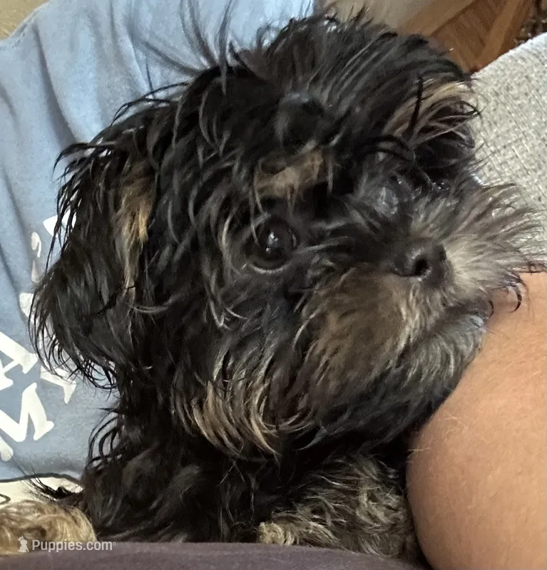 Archer – Shorkie puppy for sale in Princeton, KY